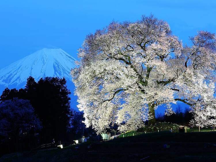 Wanitsuka no Sakura, Yamanashi