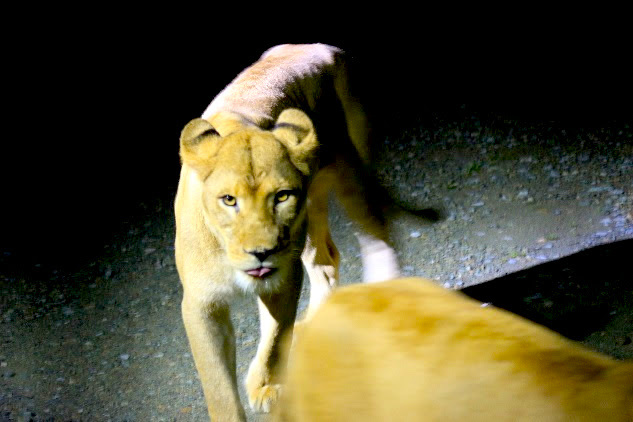 那須野生動物園