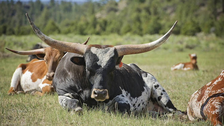 Longhorn bull