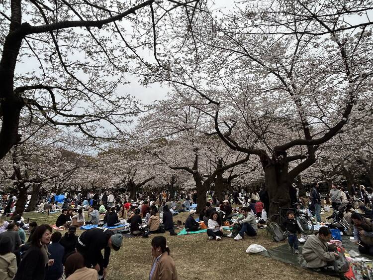 Yoyogi Park, Shibuya