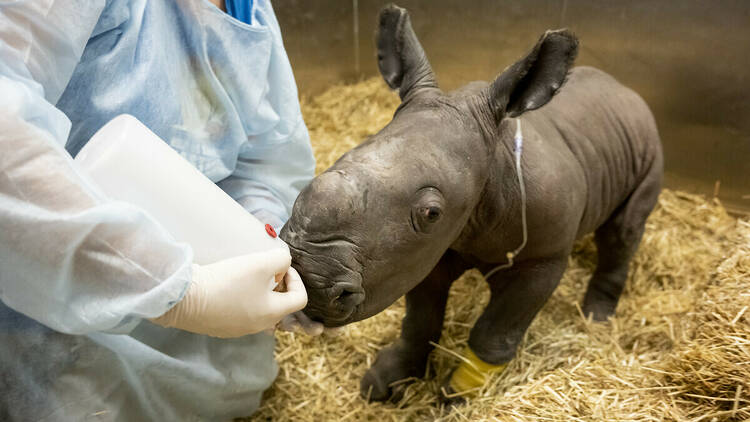 A baby southern white rhino suckles from a bottle held by a zookeeper.