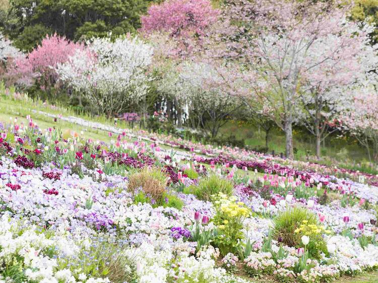 See all the spring flowers in bloom at Garden Necklace Yokohama for free