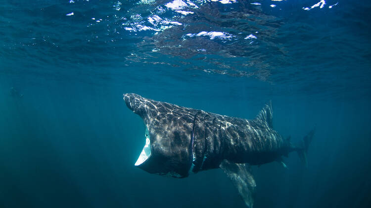 Basking shark