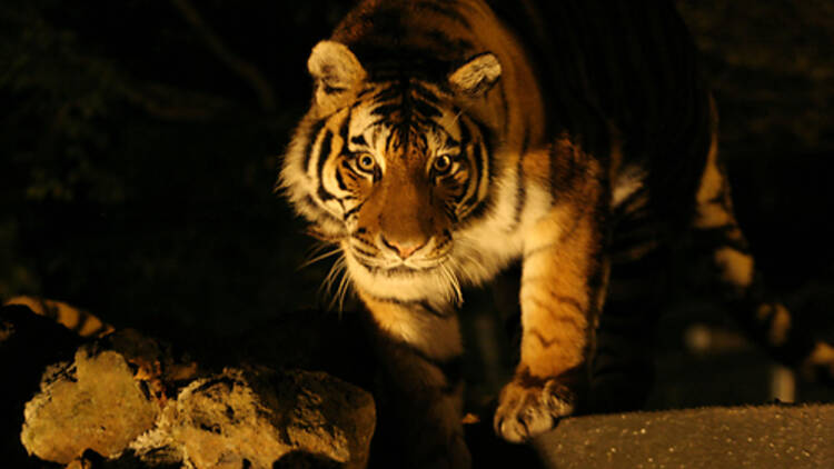 Wildlife at Fuji Safari Park, Shizuoka prefecture