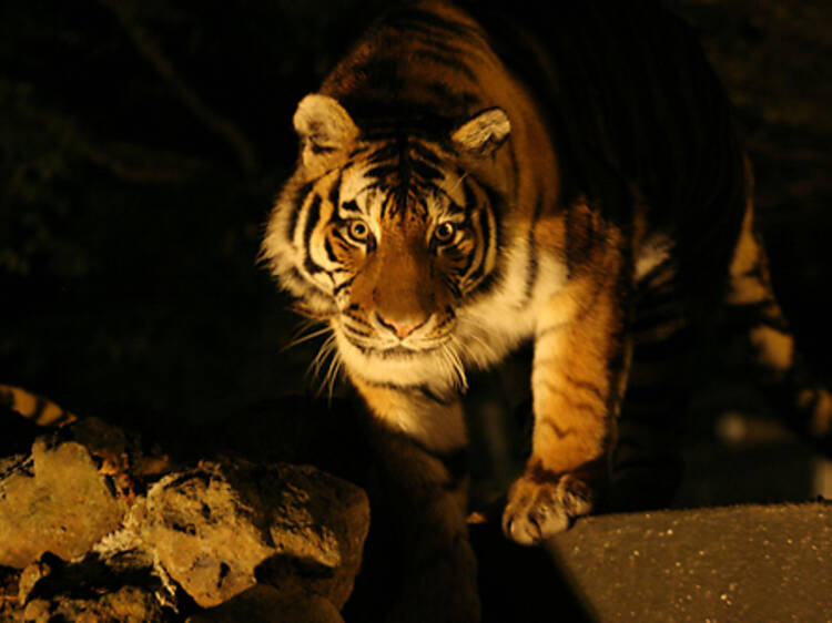 Wildlife at Fuji Safari Park, Shizuoka prefecture