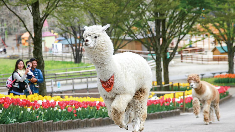 Alpacas at Nasu Kogen Lake Rindo Family Farm, Tochigi prefecture