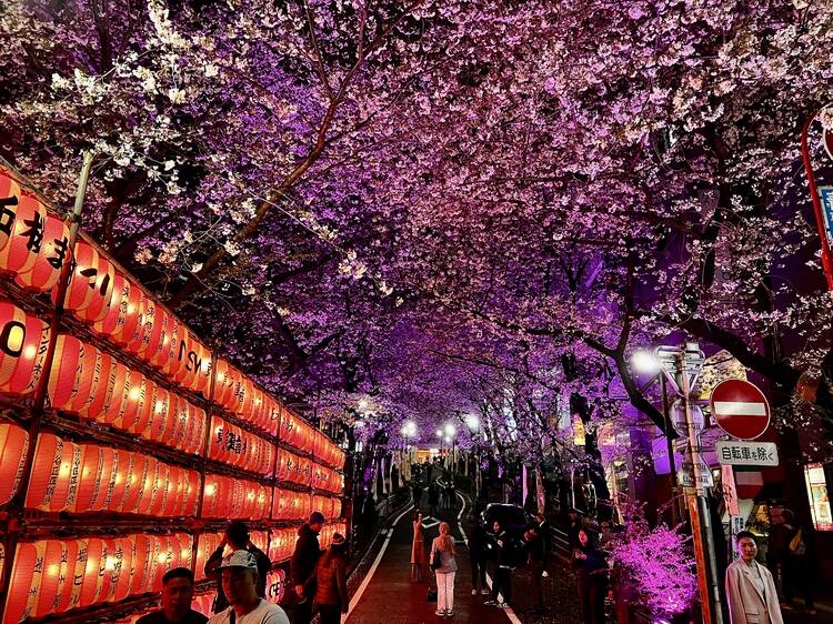 Sakura-dori, Shibuya