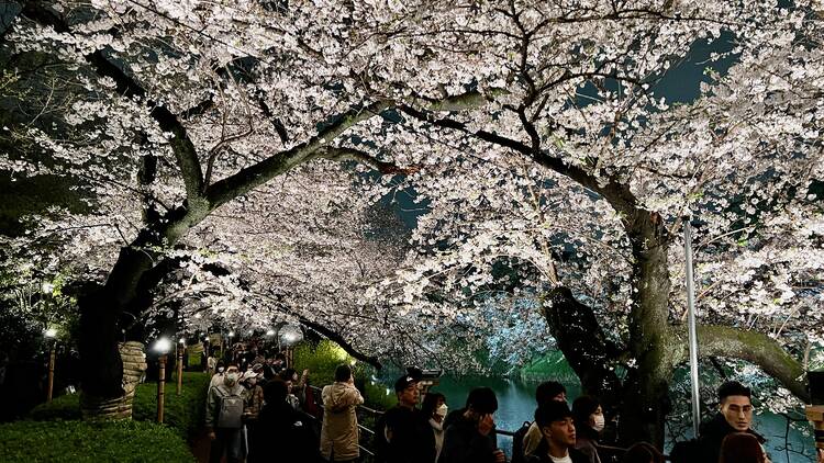 Cherry blossoms at Chidorigafuchi Moat