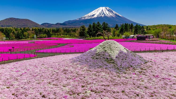 Fuji Shibazakura