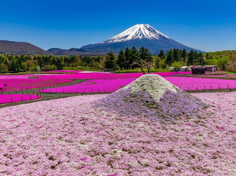 富士芝桜まつり2019