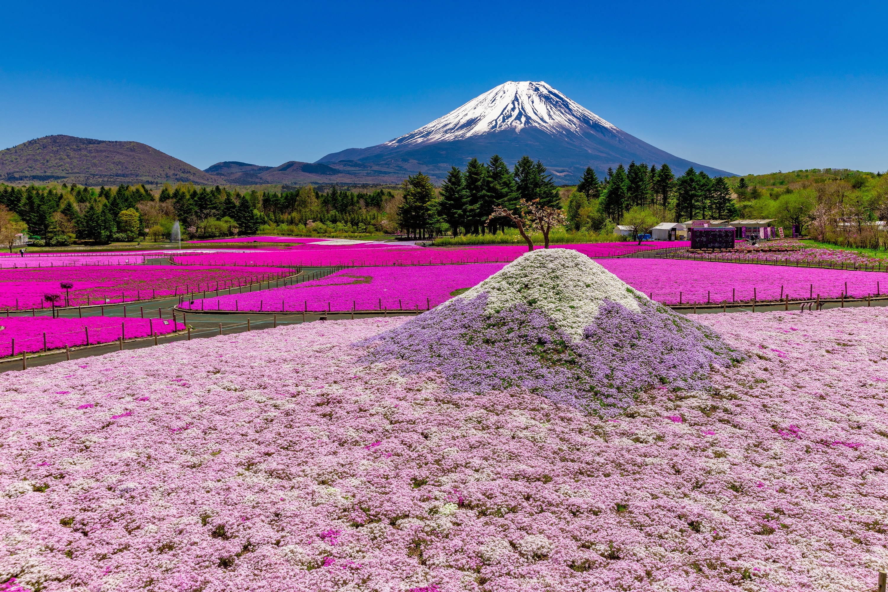 Fuji Shibazakura Festival | Things to do in Tokyo