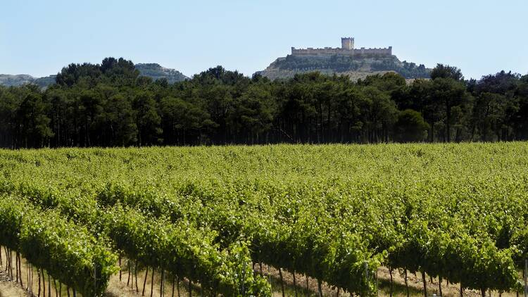 Vinos hechos de calma