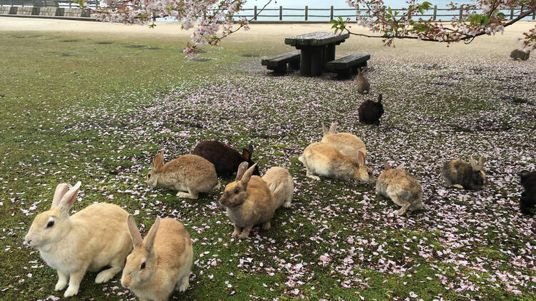 Okunoshima rabbit island