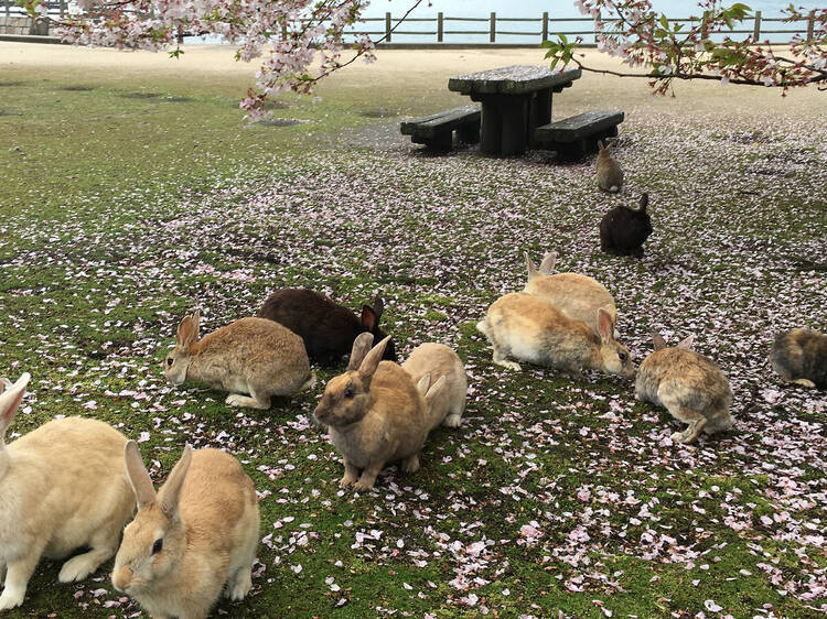 Okunoshima rabbit island