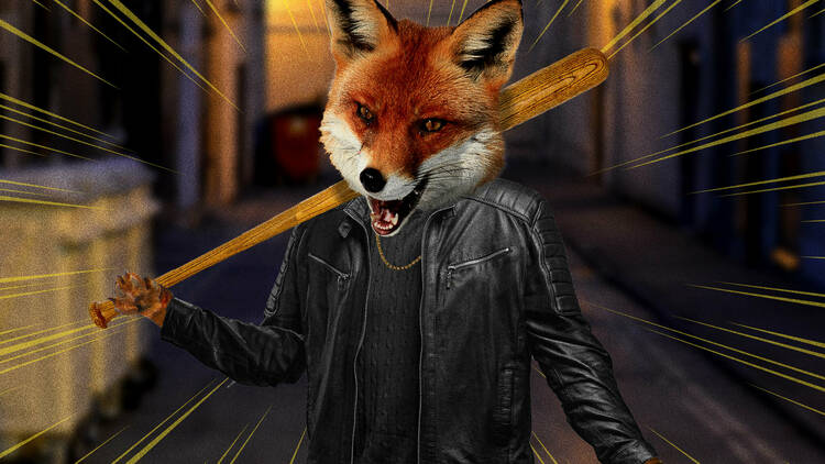 Brave fox