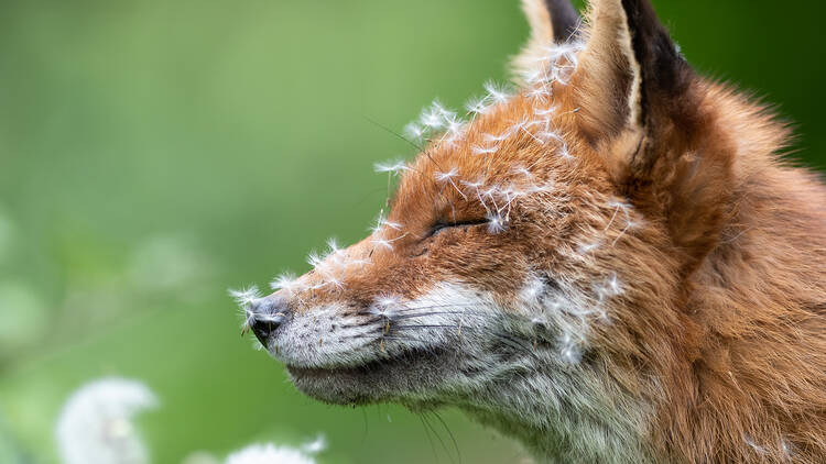 A fox with dandylion seeds on his face 