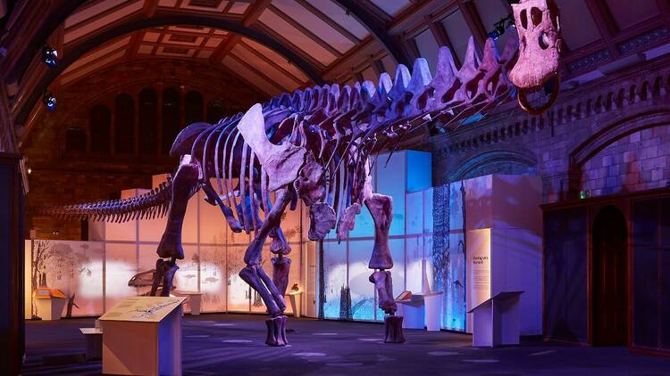 Titanosaurus skeleton