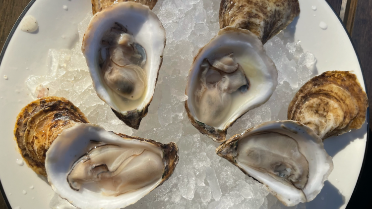 oysters (Ostrica)