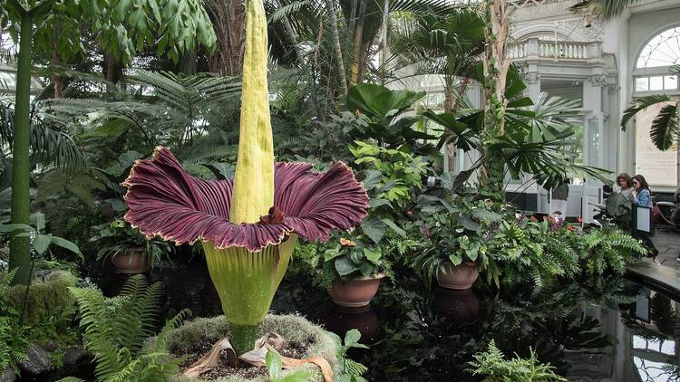 Corpse flower