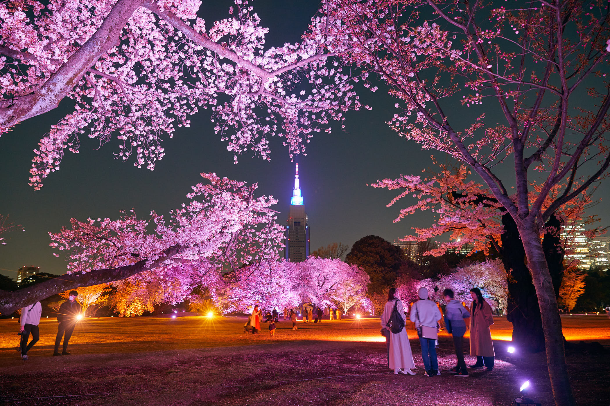 Naked Sakura Night Garden At Shinjuku Gyoen Things To Do In Tokyo