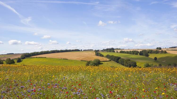 A meadow and a blue sky 