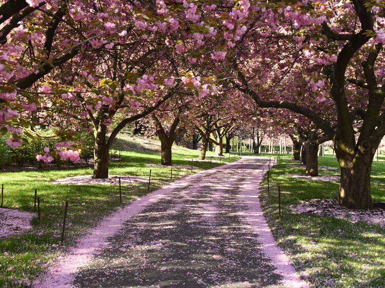 13 Best Places to See Cherry Blossoms in NYC 2024