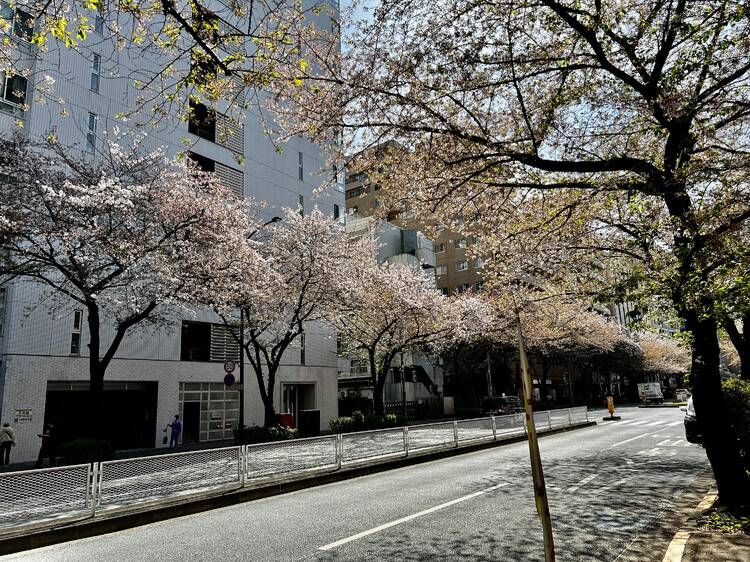 Meiji-dori, Shibuya