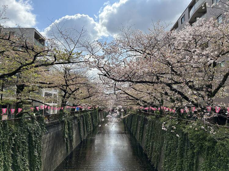 Tokyo, Japan. 24th Mar, 2022. The traditional Japanese Cherry blossom  season in Tokyo is set to start on March 28, 2022. Some Sakura trees  started to bloom already, like here in Naka