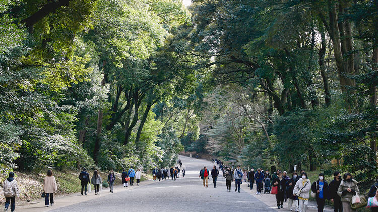 当時の常識を覆した「広葉樹」の鎮守の森