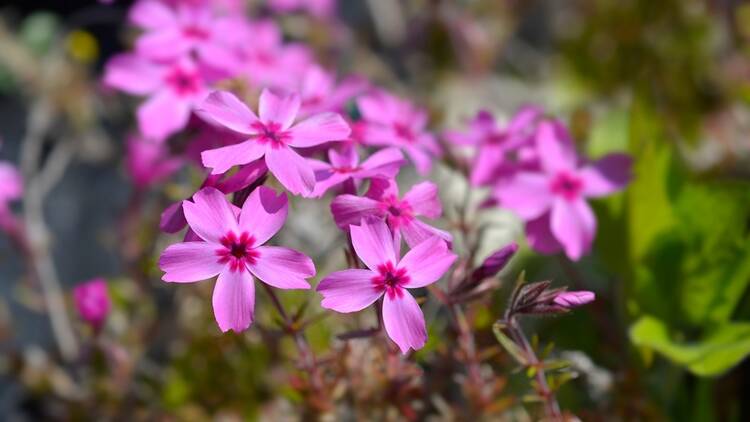 a photo of the Phlox subulata