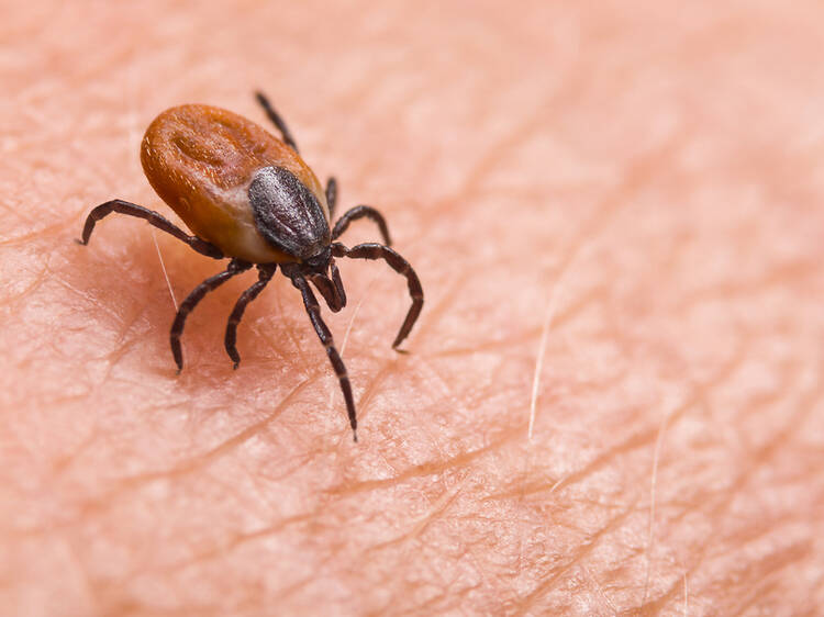 A tick-borne virus has arrived in the UK – here are the symptoms to look out for