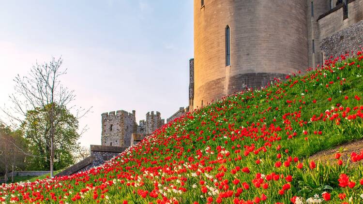 Arundel Tulip Festival