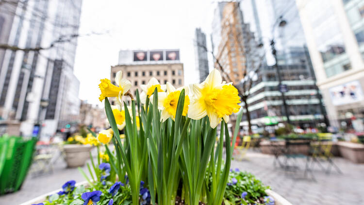 Macro closeup of spring daffodil urban yellow flowers in New York City, USA, on street NYC Herald Square Midtown Greeley Square Park.