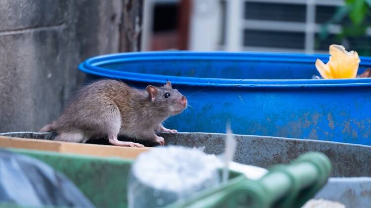 A rat on a trash can