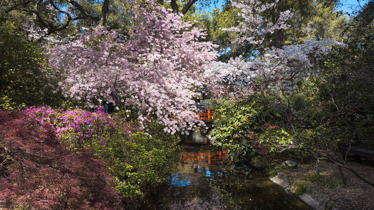 Cherry blossoms at Descanso Gardens