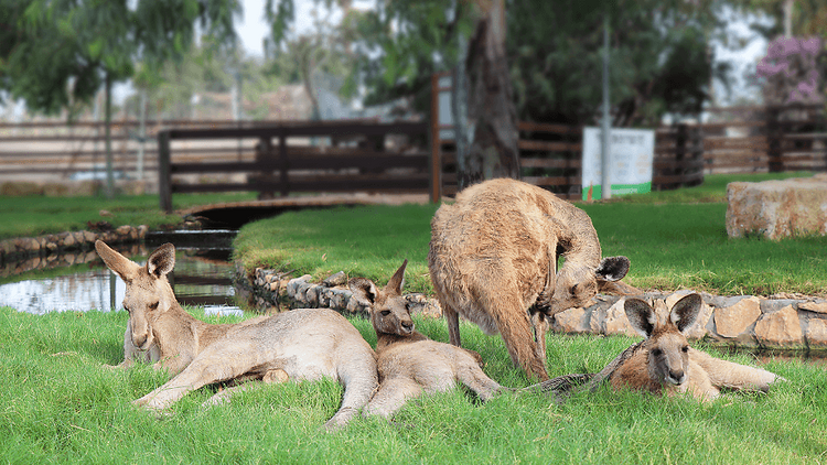 GanGaroo Australian Park