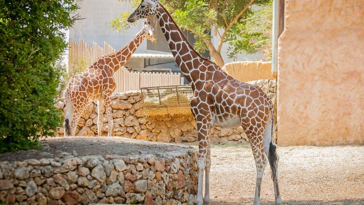 Zoological Center (Safari Park)