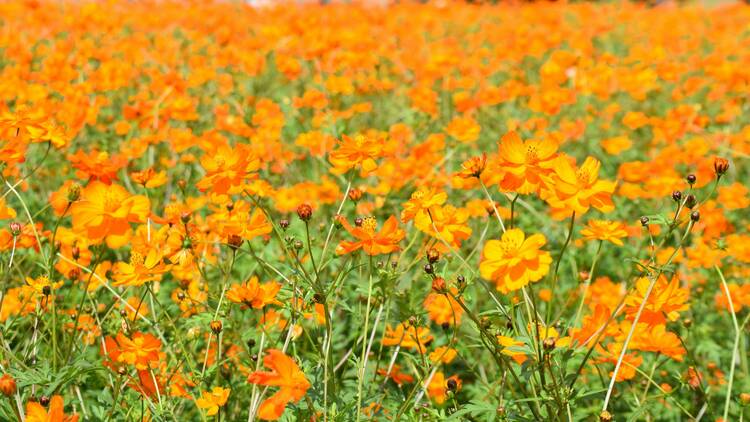 Akebonoyama Agricultural Park