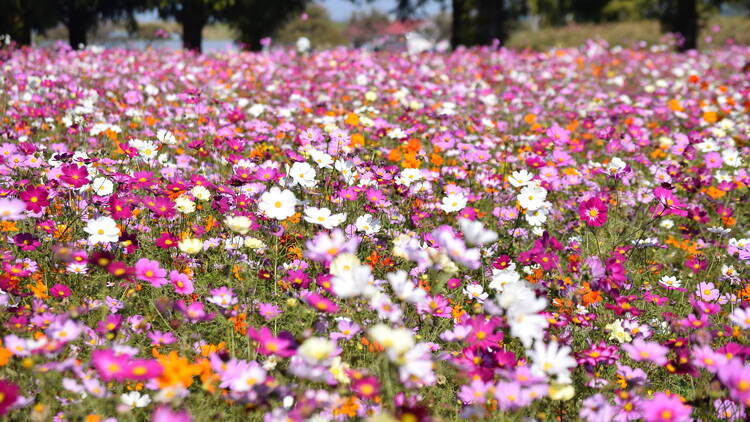 Akebonoyama Agricultural Park