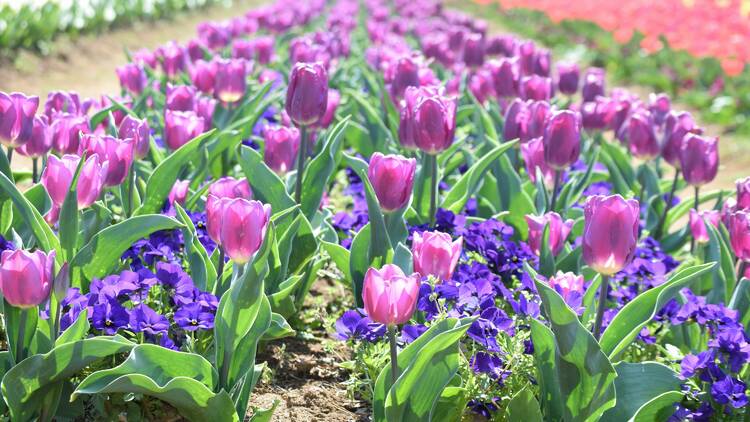 Akebonoyama Agricultural Park