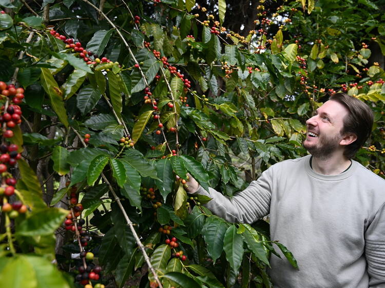 Get a caffeine kick at Tamborine Mountain Coffee Plantation