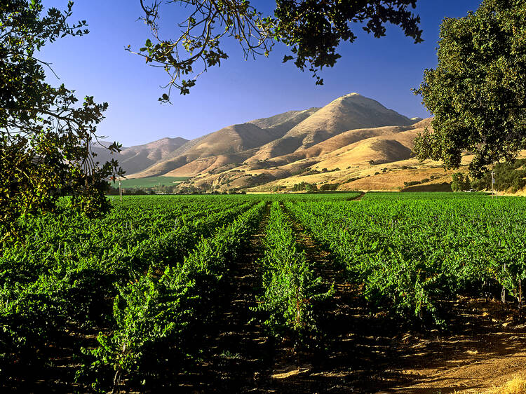 Rows of vines lead toward a sun-splashed mountain in the distance