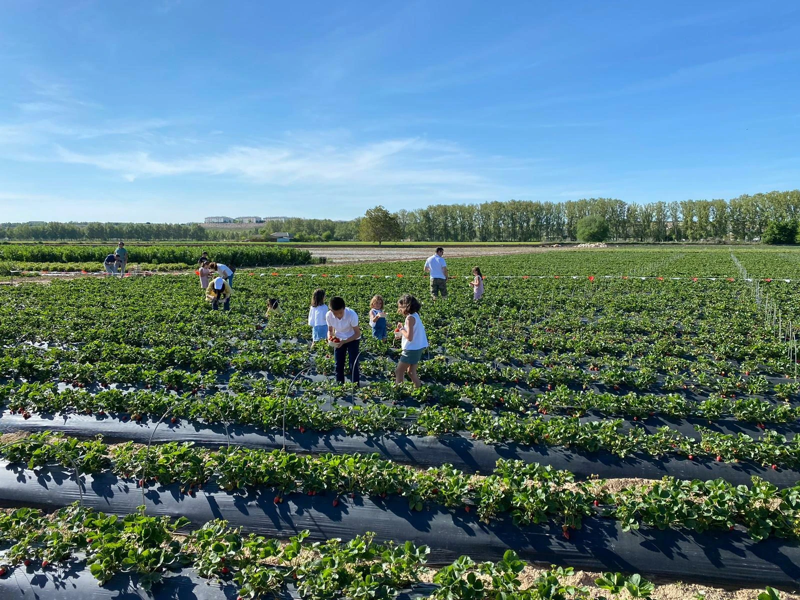 La huerta de Aranjuez