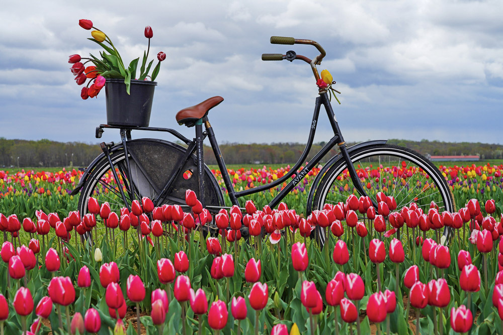 Een U-Pick Dutch Tulip Farm in de buurt van NYC is nu open