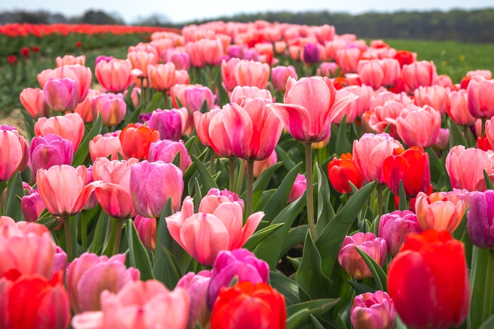 Nederlandse Tulpen van Holland Ridge Farms in NJ