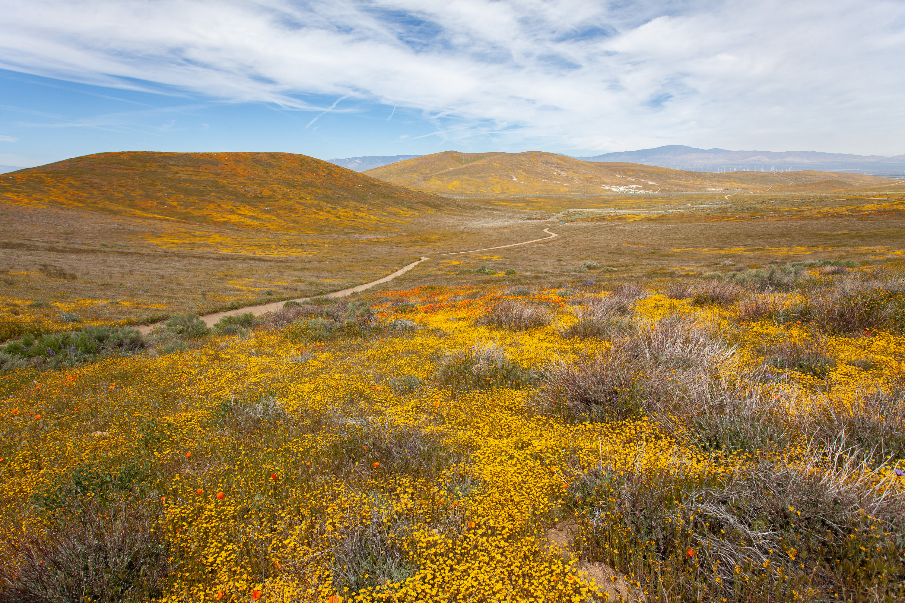 Antelope Valley Poppy Reserve: What to Know Before Visiting in 2023