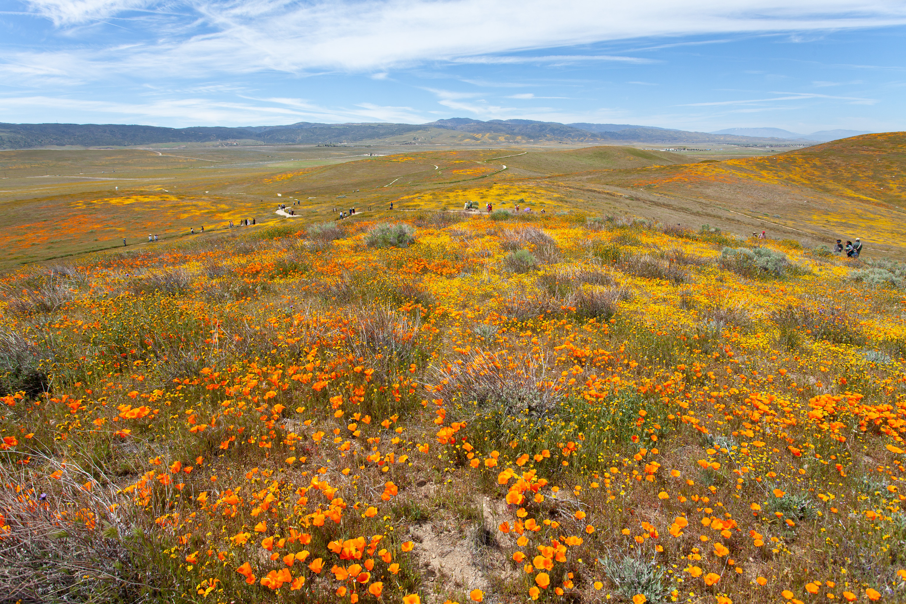 10 Places to See Wildflowers in the West - The New York Times