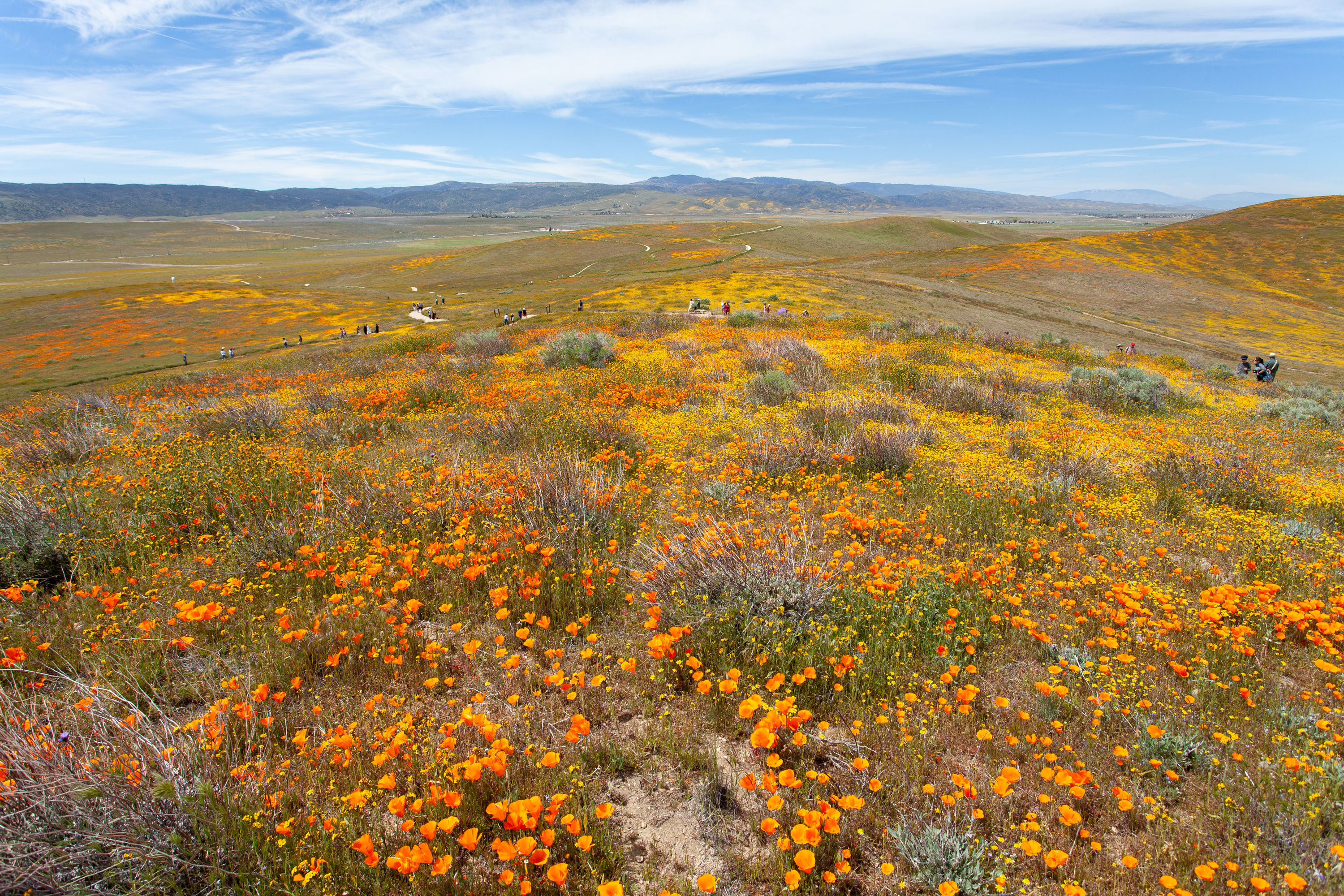 Poppies Festival to be held month-long as poppies bloom