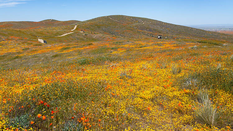 Antelope Valley California Poppy Reserve