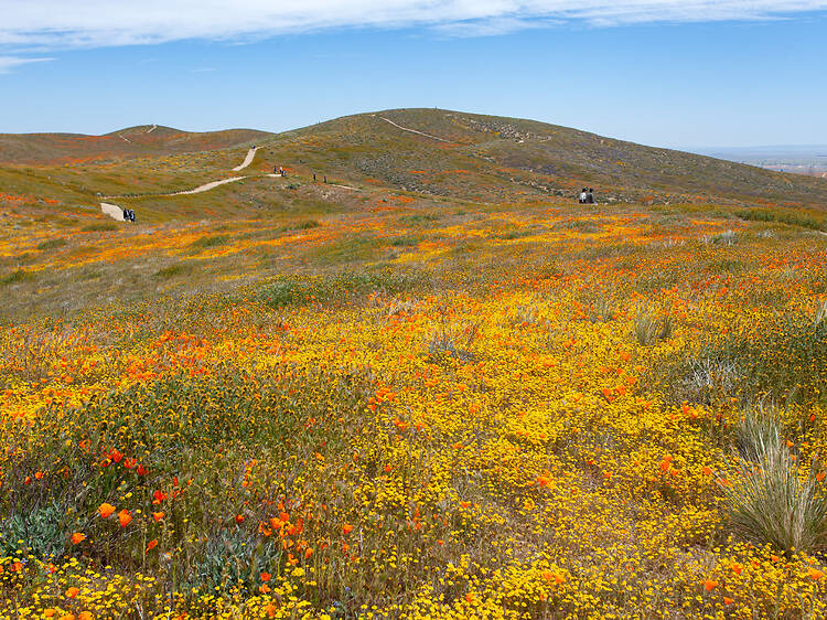 Antelope Valley California Poppy Reserve